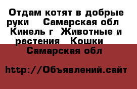 Отдам котят в добрые руки  - Самарская обл., Кинель г. Животные и растения » Кошки   . Самарская обл.